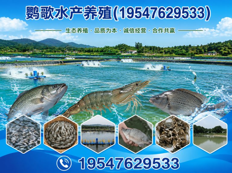 双流区非洲灰鹦鹉展示图