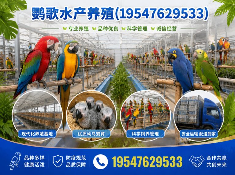 双流区合规鹦鹉养殖展示图