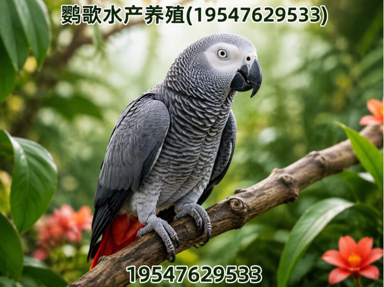 双流区金刚鹦鹉展示图
